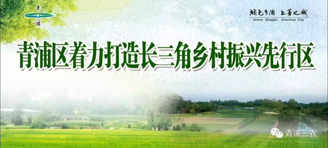【乡村振兴在路上】这个古镇和他们家的那棵“菜”怎么盘？2019年邀您一起见证！