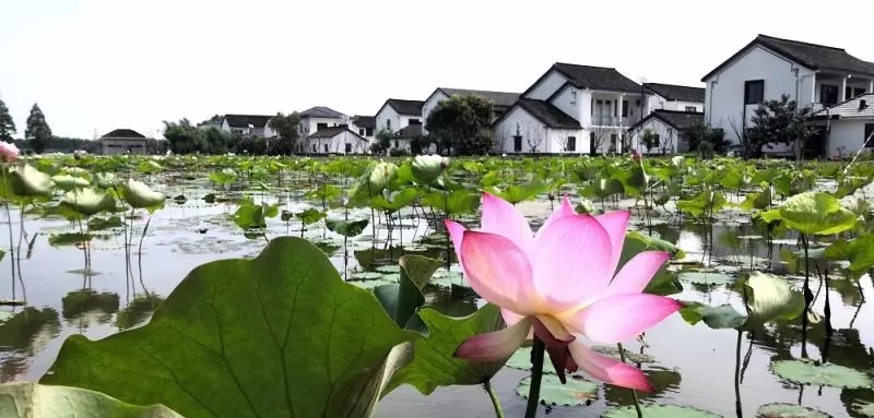 【乡村振兴在路上】青浦莲湖村，如何打造属于自己的振兴模式？