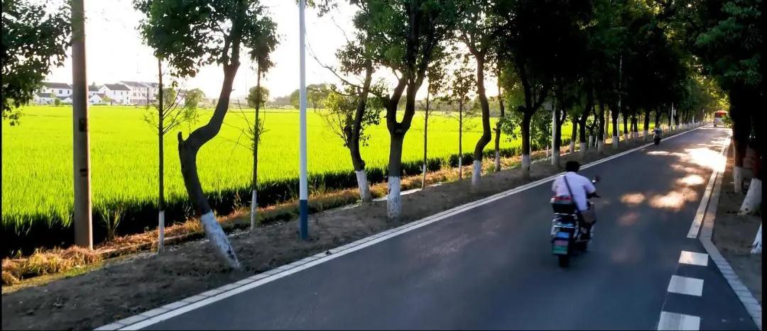 【乡村振兴在路上】党旗飘扬聚合力 共建“四好农村路”