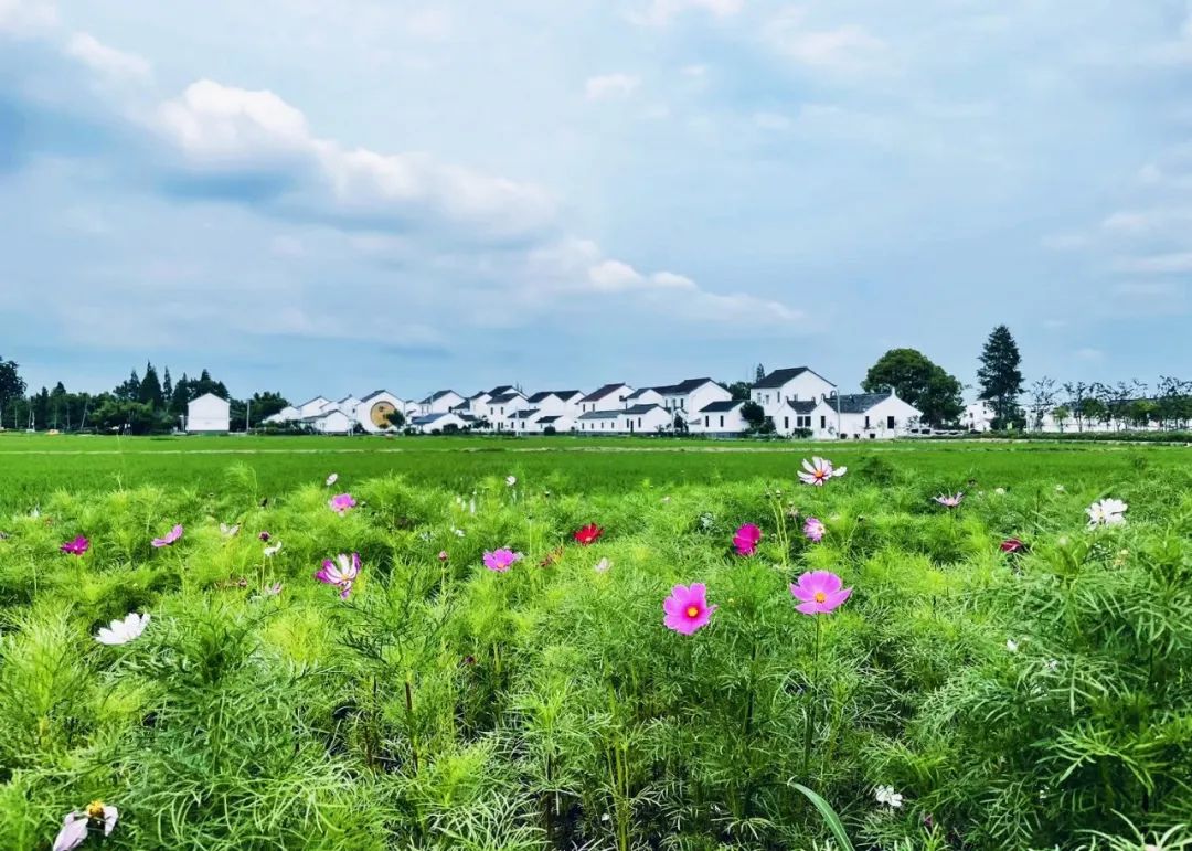 【乡村振兴在路上】练塘镇徐练村：探索“五个一”解码乡村振兴